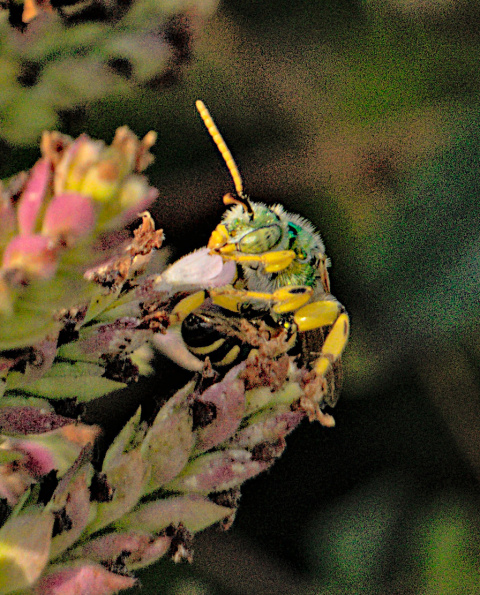 agapostemontexacanus-bff-220917-2