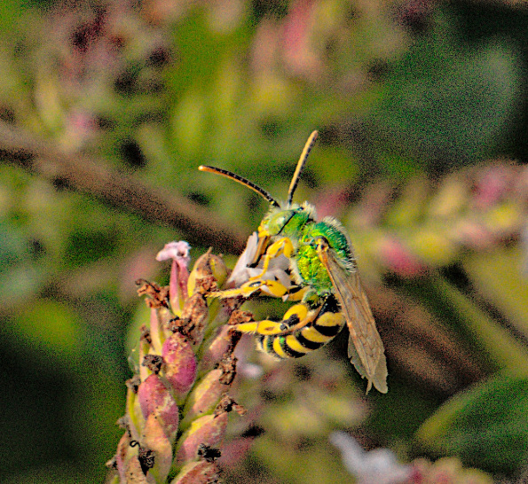 agapostemontexacanus-bff-220917-3