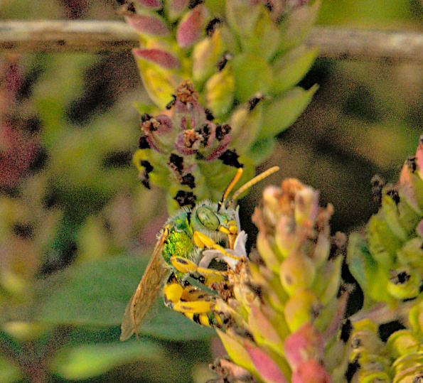 agapostemontexacanus-bff-220917