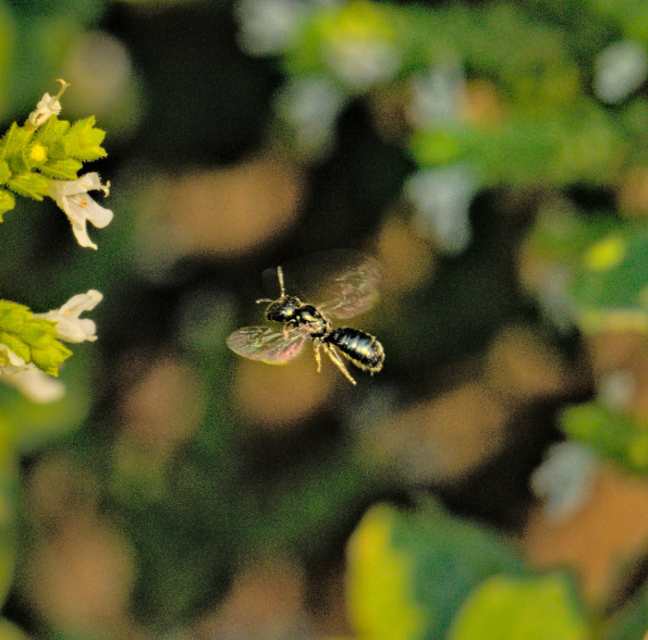 carpenterbeeonoregano-220912