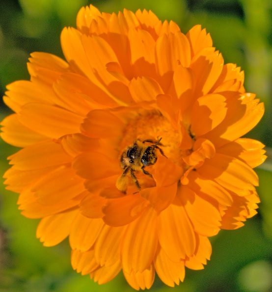 diggerbee-q-calendula-220809