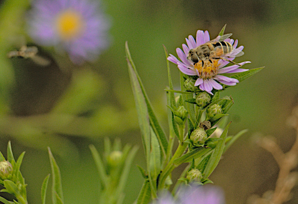 eurodronefly-aster-220820-1