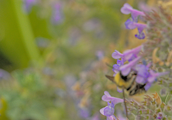 perplexingbombus-catmint-bff-220820-1