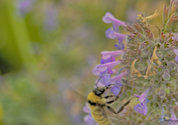 perplexingbombus-catmint-bff-220820