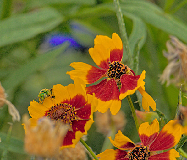 stripdsweatbee-coreopsis-bff-220820