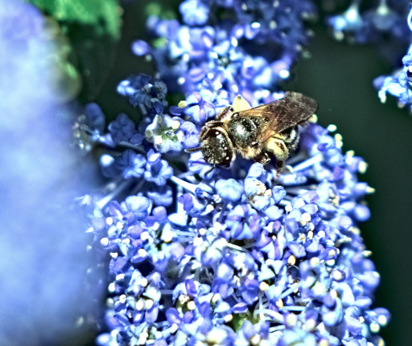 andrena-ceanthus-230602-1