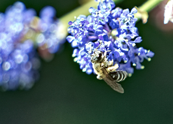 furrowbeeceanthus-230513