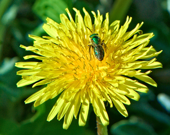 grnmetallicsweatbee-dandelion-230414a