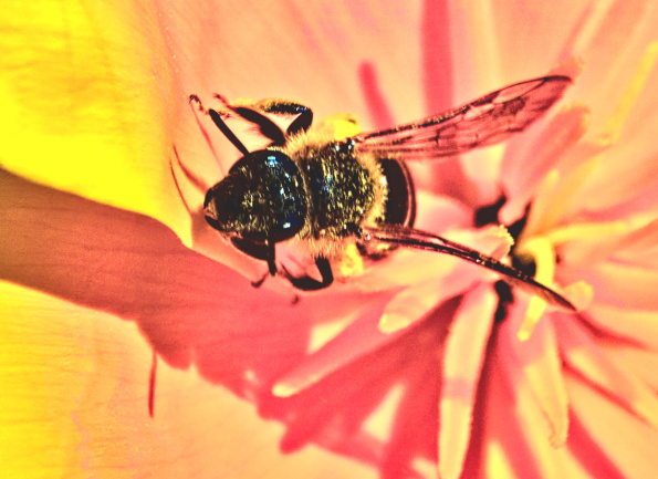 halictus-calipoppy-230526