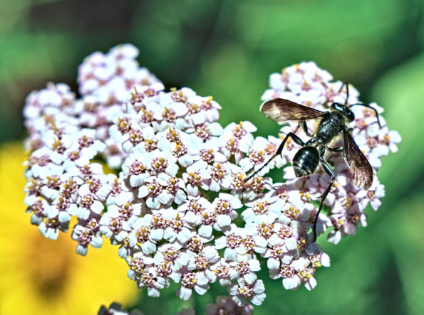 mexgrasswasp-yarrow-230629-3