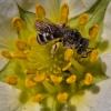 halictus-cr-strawberryflower