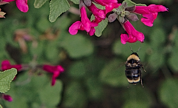 b.fervidus-bff-salvia-240815-3