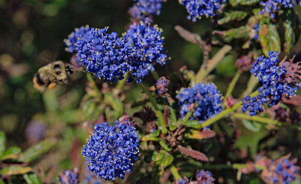 b.mixtus-bff-ceanthus-240508