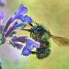 b.mixtus-catmint-230522