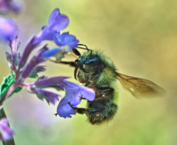 b.mixtus-catmint-230522