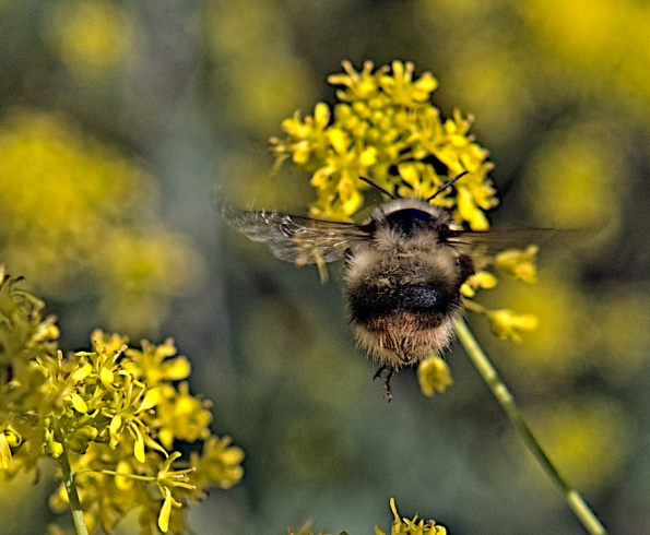 b.mixtus-woad-flying-240514