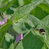 b.vos.comfrey-bff-240512