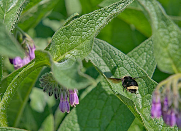 b.vos.comfrey-bff-240512