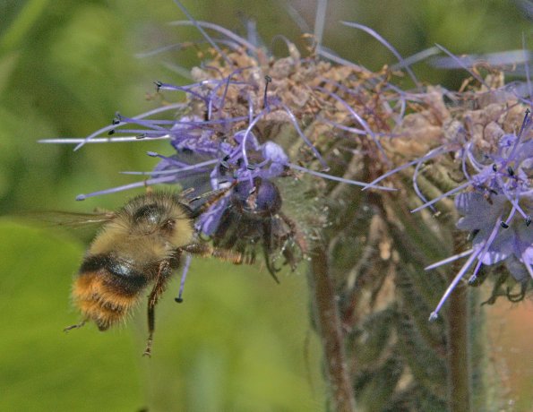 bombusmixtus-phacelia-220607