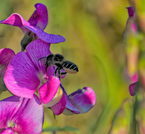 flat-tailed-leafcutterbee-q-220731-5