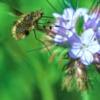 gr.beefly-lphacelia-230517-1