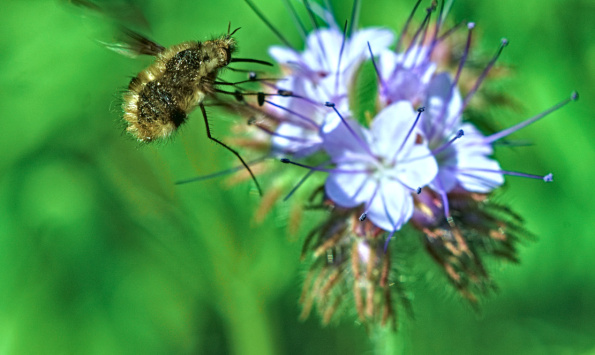 gr.beefly-lphacelia-230517-1