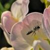 megachile-a-sweetpea-220803