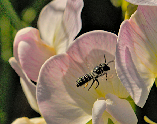 megachile-a-sweetpea-220803