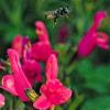 megachile-flying-tbdplant-bff-220809