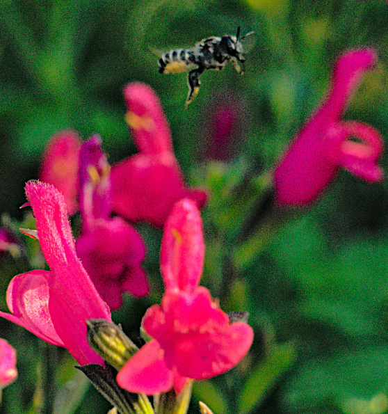 megachile-flying-tbdplant-bff-220809