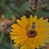 megachile-solpark-calendula-240811-1