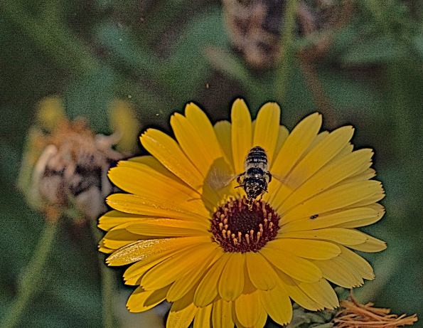 megachile-solpark-calendula-240811-1