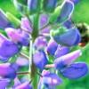 melanopygus-lupine-230514