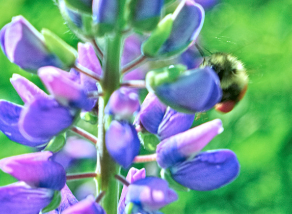 melanopygus-lupine-230514