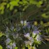 ovalheadsweatbee-phacelia-220708a1