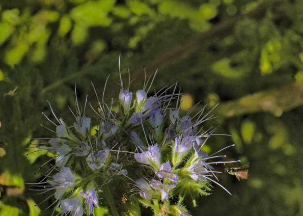 ovalheadsweatbee-phacelia-220708a1