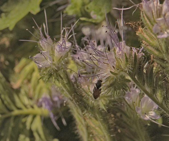 ovalheadsweatbee-phacelia-220708a2-33p