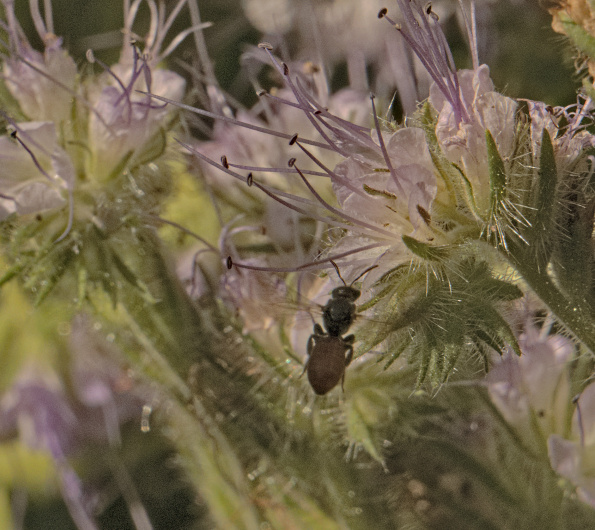 ovalheadsweatbee-phacelia-220708a2-50p