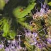 ovalheadsweatbee-phacelia-220708a