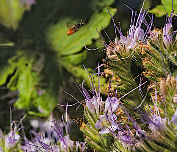 ovalheadsweatbee-phacelia-220708a