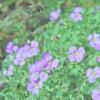 pacificdiggerbee-rockcress-230330-3