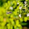 smmasonbee-oregano-220730