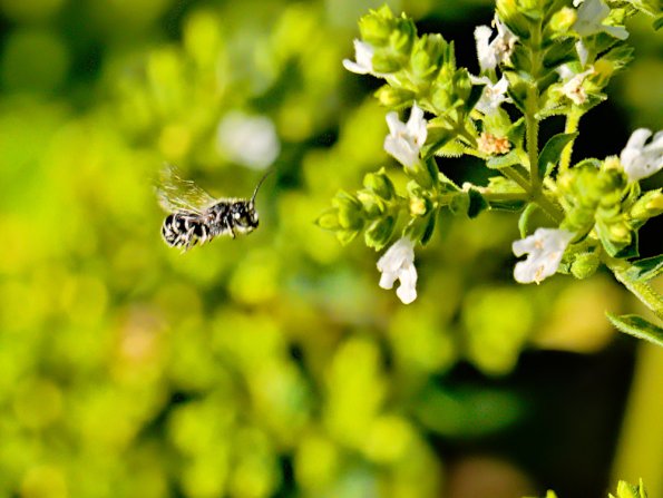 smmasonbee-oregano-220730