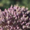 theadbombusgarlicalliums-220714