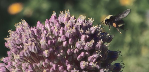 theadbombusgarlicalliums-220714