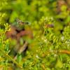 widestripesweatbee-oregano-yyhof-220805-1