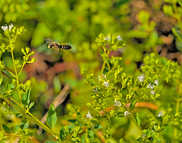 widestripesweatbee-oregano-yyhof-220805-1