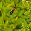 widestripesweatbee-oregano-yyhof-220805-6