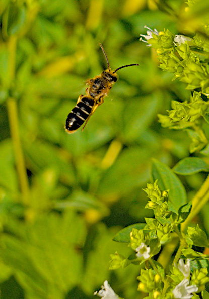 widestripesweatbee-oregano-yyhof-220805-6