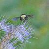 yfacedbombusinflightlsceyphacelia-cropped